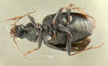 Media type: image;   Entomology 626657 Aspect: habitus ventral view